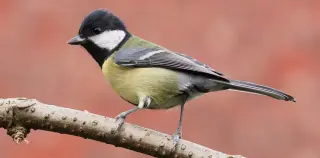 Paris quiets the streets, but urban birds still sing with higher pitches