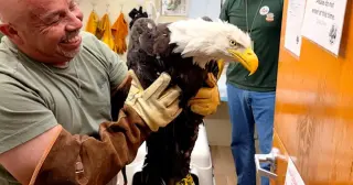 Rescued Big Bear bald eagle, likely Jackie, begins rehab in Ojai