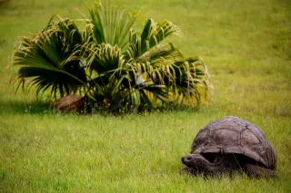 Genome Sequencing of 194-Year-Old Tortoise Jonathan Reveals Cellular Secrets