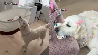 Golden Retriever Acts as Big Sister to New Baby in Heartwarming Family Clip