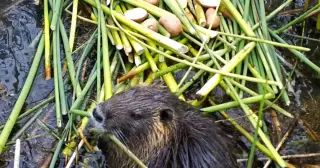 California’s nutria mystery: Oregon-origin theory sparks debate over deliberate release
