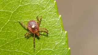 New York Confirms Bourbon Virus Case, Hinting at a Hidden Tick Threat