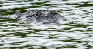 Florida Fisherman Killed by 12-Foot Alligator in Lake Apopka Area