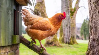 Backyard Poultry Linked Salmonella Outbreak Sickens 34 Across 13 States, CDC Warns