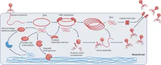 Bacteria Detect Viral Protease Activity to Trigger Self-Destructive Immunity