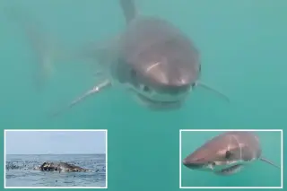 Rhode Island Waters Yield Rare Great White Shark Feeding Footage