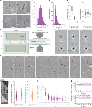 Asgard archaea exhibit eukaryotic-like crawling via dynamic actin protrusions