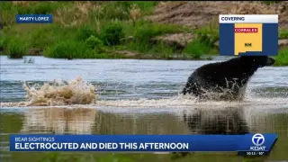 Bear Dies After Climbing Power Pole Near Clayton, NM