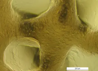 Silk-based scaffold regenerates knee cartilage in rat osteoarthritis model