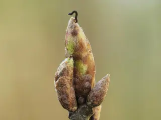 Oak Trees Delay Budburst to Thwart Caterpillars, Study Finds