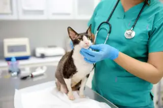 Cats and Humans Share Cancer Clues, Shaping New Cross-Species Therapies