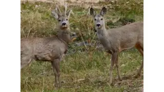 Hemorrhagic disease challenges Missouri deer hunters