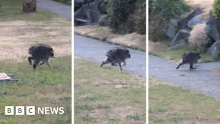 Jimothy the Raccoon Becomes the Internet’s Latest Viral Obsession