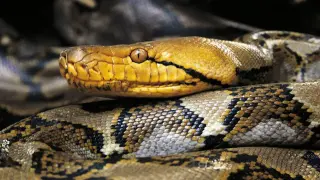 Puerto Rico Hunters Capture Record 18-Foot Reticulated Python After Pet Cat Incident