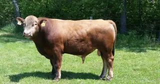 Beefalo Genomes Challenge Three-Eighths Standard, Uncover Zebu Influence