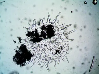 Tardigrades Survive the Extreme by Turning into a Glassy, Time-Stopped State