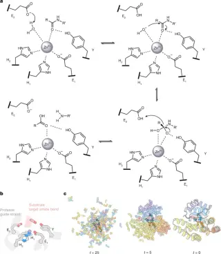 AI-designed metalloproteases achieve billion-fold catalytic speed for disease targets