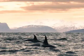 Whale Teeth Reveal 65-Year-Old Orca and Migration Patterns