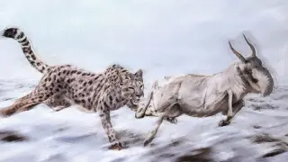 DNA Rewrites the 'American Cheetah' as a Puma Relative, Not a Cheetah