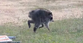 Jimothy the Short-Spined Raccoon Takes Seattle—and the Internet—By Storm