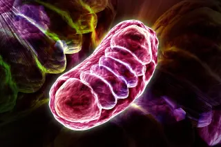 Mitochondrial Pearling Evenly Spreads mtDNA to Stabilize Cells