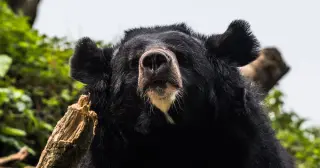 Skydiver Fatality and Bear Rampage Highlight a Day of Jolting Headlines