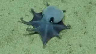 Palm-sized blue octopus crowned a new Galápagos species