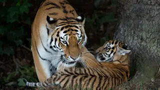 Fatal breach at Yorkshire Wildlife Park leaves man dead, tiger Altai spared