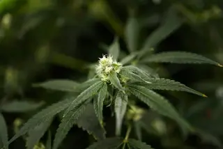 Texas Bans Most Hemp-Derived THC, Delta-9 Alone Remains Legal