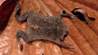 Surinam Toad Uses Fractal Fingertips as a Touch-Based Fovea to Hunt in Murky Waters