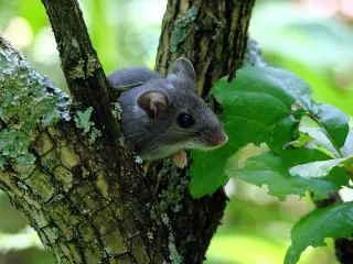 Colorado hantavirus death in Douglas County not linked to cruise-ship outbreak