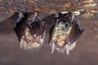 Rabid bat found in Mackay prompts rabies precautions
