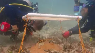 Florida Study Confirms Underwater Shades Reverse Coral Bleaching in Caribbean