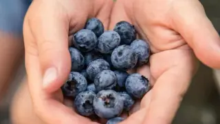 World Brain Day Diet: A Neurosurgeon’s Practical Brain-Boosting Food Guide