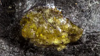 Devonian Amber Pushes Resin Evolution Back 385 Million Years