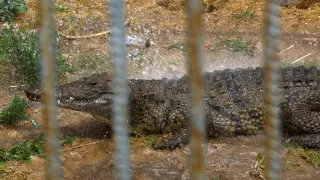 Israel moves to guard Palestinian prisoners with Nile crocodiles