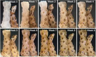 Stanford Study: Brief Contact Between Healthy and Bleached Corals Triggers Rapid Recovery