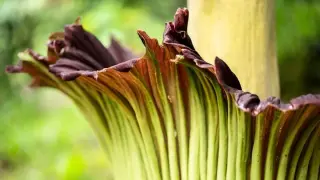 EDGE Scores Spotlight a Hidden Crisis in Earth's Flowering Plants