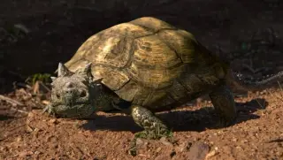 Patagonia Uncovers New Horned Turtle Species From the Late Cretaceous