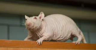 Naked mole-rats reveal clues to aging: longevity, cancer resistance, and hypoxia survival