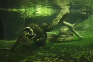 Amazon Discovery Reveals Two New Anaconda Species and Pollution's Toll