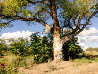 Border Agents Felled Ancient Cottonwood After Two-Month Activist Standoff