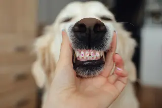 Teddy the Golden Retriever Serves Up the Cheese-Grin While Begging for a Snack