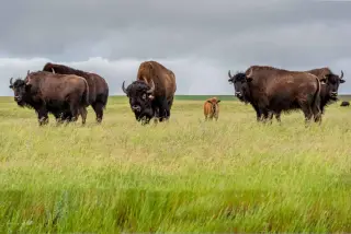 Nova the Bison Calf: Joyful Birth, Brief Life, Butterfly Memory