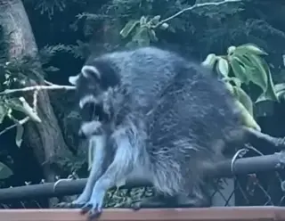 Jimothy the Seattle raccoon becomes a viral symbol of urban wildlife