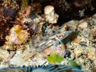 Rats rewire Indian Ocean reefs by starving seabirds and reshaping food webs
