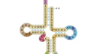 Two genetic codes run in parallel, opening new frontiers in synthetic biology