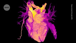 Transplanted Hearts Adopt Host’s Biological Age, Challenging Donor Age Limits