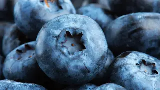Blueberry-derived compound stabilizes PPARδ to boost fat breakdown in muscle cells