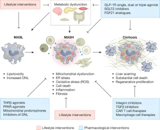 Precision moves in MASH: a new era of tailored therapies